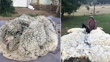 Ovci zbavili 30 kilogramů vlny dlouhé 33 centimetrů (na obrázku). 