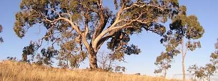 Eukalyptus. Foto: Matilda/Wikimedia Commons