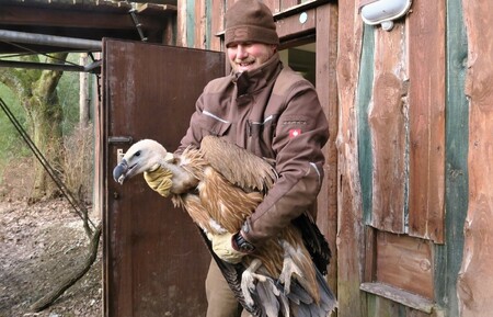 Zlínská zoologická zahrada v pondělí odeslala tři supy bělohlavé do bulharského pohoří Stara Planina, kde budou vypuštěni do volné přírody. 