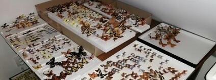 foto:  Policie České republiky – KŘP Jihomoravského kraje