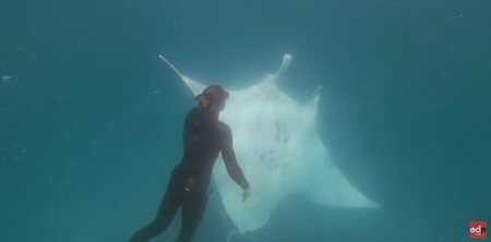 Třímetrová manta obrovská, největší z rejnoků, se přiblížila k potápěčům v Austrálii, kterým se zdálo, že je žádá o pomoc. Každopádně manta trpělivě počkala, až ji zbaví rybářských háčků, které měla zapíchnuté pod okem.