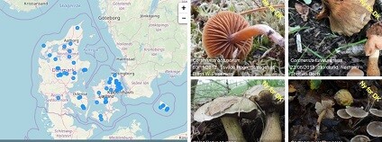 foto: Danmarks svampeatlas