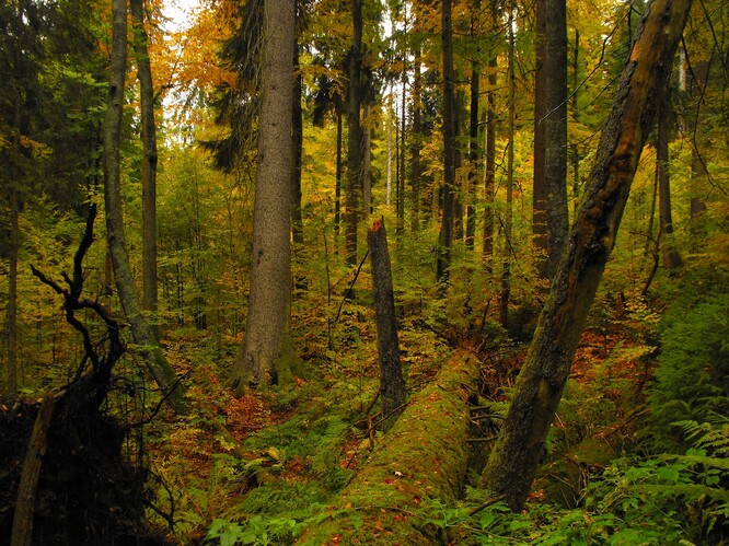 … avšak na menších prostorových škálách, kdy dochází k odumírání menších skupin stromů.