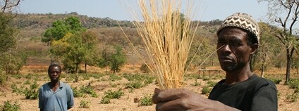 Rosička útlá neboli fonio Foto: Richard Nyberg, USAID Wikimeda Commons 