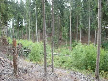 Firma Forestman z Prahy podle České inspekce životního prostředí (ČIŽP) nesplnila ani v další náhradní lhůtě opatření k nápravě nedostatečné obnovy lesa ve Vlastibořicích v Libereckém kraji. 