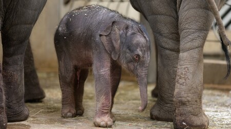 V pražské zoologické zahradě se v pátek nad ránem narodilo slůně (na snímku). 
