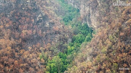 Australským hasičům se podařilo před lesním požárem zachránit skupinu kriticky ohrožených prehistorických stromů, které ve volné přírodě rostou na jediném místě na světě ve státě Nový Jižní Wales. 
