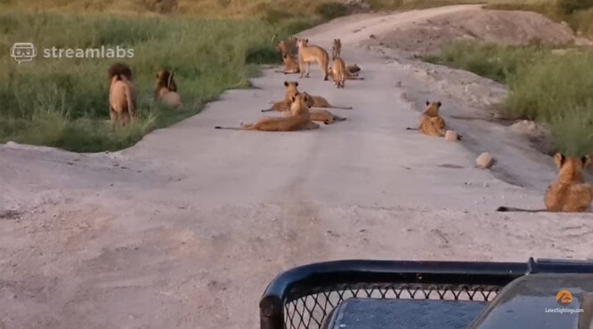  Lvi v Krugerově parku.