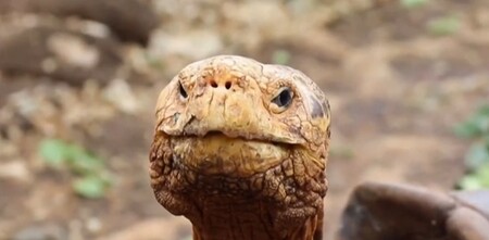 V tichomořském souostroví Galapágy bude do volné přírody vypuštěn samec želvy sloní, jehož legendární libido pomohlo zachránit vlastní poddruh před vyhynutím. 