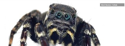 foto: Amaze Lab / youtube.com 