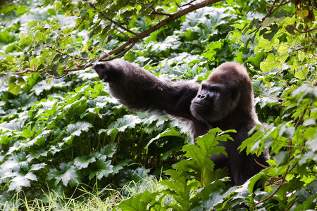 Nárůst přítomných jedinců o 26 % může vypadat jako úspěch, přesto je ale kriticky ohrožených goril horských v pohoří masivu Virunga jen okolo 480 exemplářů. 