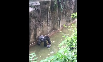 Gorilí samec Harambe spolu s tříletým chlapcem.