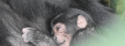 Gorilí mládě v náručí matky v Ugandě narozené v roce 2020 Foto: Uganda Wildlife Authority 
