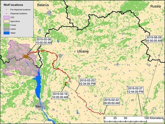 Trasa, po které se mladý vlk vydal z černobylské zóny.