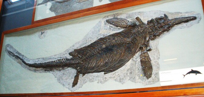 Ichtyosauři jsou považováni za mořské plazy, nikoliv za dinosaury. Svůj život trávili ve vodě. Ilustrační foto