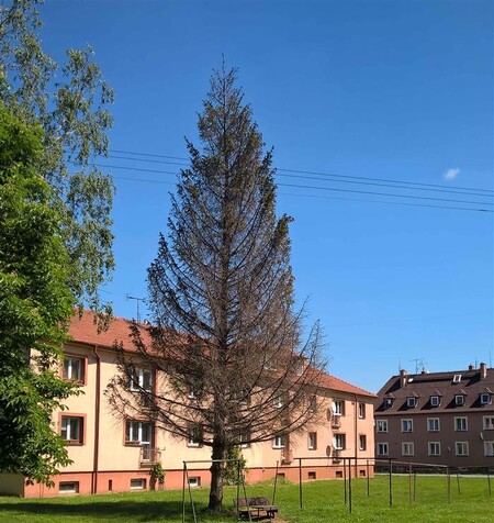 Krnovská radnice se potýká se suchem, ve městě usychají desítky stromů. Radnice místo nich chce vysazovat odolnější druhy. Například javory či duby. / Na snímku ushlý strom v Krnově