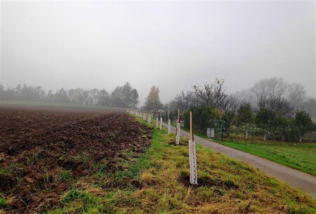 Ve Vyškově ve dvou lokalitách vysázeli dohromady 120 ovocných stromů, které z krajiny podle radnice spíše mizí. 