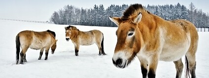 Foto: Miroslav Bobek / Zoo Praha