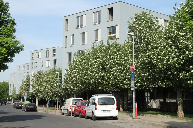Jeřáby patří mezi druhy zařazené na seznam odolných dřevin klimatické změně i pro městské výsadby.