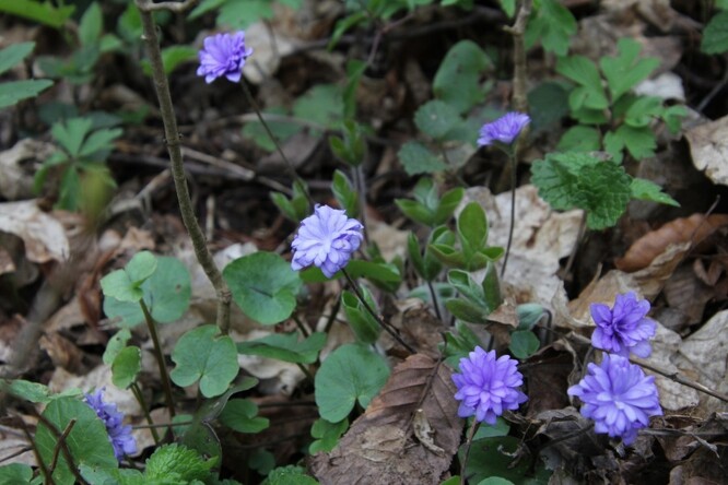 Náhodná mutace plnokvětého jaterníku podléžky (<em>Hepatica nobilis</em>) v lesním podrostu. Na obrázku vidíme, že okvětní lístky zcela nahradily tyčinky i pestíky.