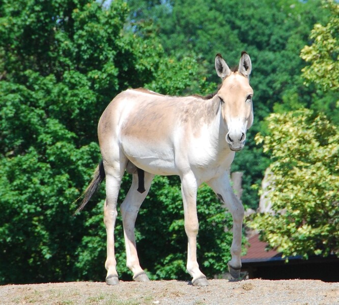 Kulan je jedním ze vzácných poddruhů asijského osla obývající střední Asii. Přestože se jedná o chovatelsky snadný druh, evropské zoo  jich nechovají ani stovku. Situace jeho íránského příbuzného – onagera – je ještě smutnější. 