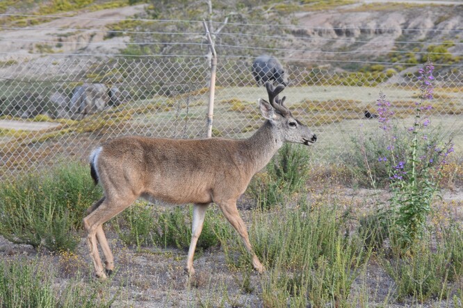 Jelenec ušatý (<em>Odocoileus hemionus</em>) před plotem našeho myšlení. Za plotem je areál Safari parku San Diego. Před plotem se jelenci regulérně loví a jejich populace je stabilní. Za plotem je jejich odlov zcela nemožný kvůli emocionálnímu vzepětí severoamerické laické veřejnosti. Za plotem se neloví, za plotem se kastruje. A jeleni za plotem tak pomalu vymírají... 