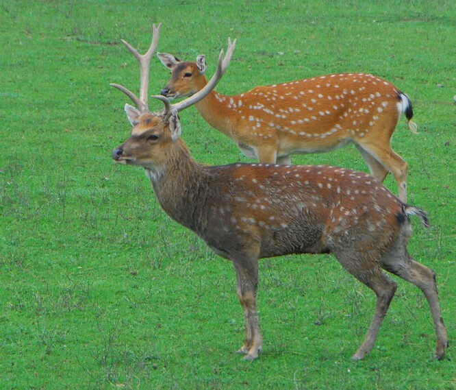 V přírodě vyhubený sika vietnamský (<em>Cervus nippon pseuadxis</em>). Ačkoli jediná životaschopná populace mimo Vietnam dnes žije v evropských zoo, EU se s přispěním všech národních ministerstev rozhodla v zájmu „svatého boje“ proti invazním druhům výrazně zkomplikovat této populaci život. První „úspěch“ je již na světě