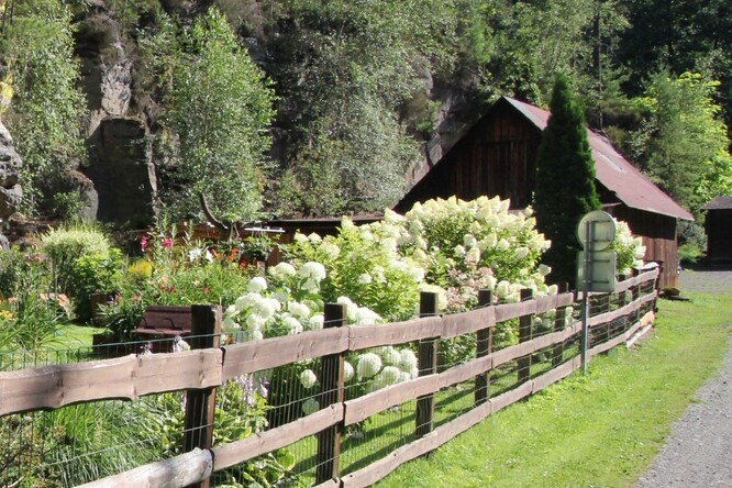 Zdánlivě bohatě kvetoucí zástup hortenzie stromečkovité (<em>Hydrangea arborescens</em> – např. odrůda 'Annabelle') se jeví jako hojná zahrada. Realita je bohužel přesně naopak. Tato extrémně populární odrůda byla lidmi vyšlechtěna tak, aby její kulovité květenství bylo tvořeno téměř stoprocentně sterilní květy bez nektaru nebo pylu.