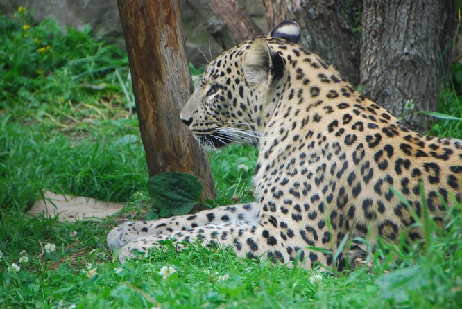 Levhart perský (<em>Panthera pardus saxicolor</em>) je ohroženým poddruhem levharta úspěšně chovaným v zoologických zahradách. Zatímco populace tohoto poddruhu v severoamerických zoo v nedávné době vyhynula, ta evropská vzkvétá a dokonce několik jedinců již bylo z evropských zoo úspěšně vypuštěno do volné přírody. 