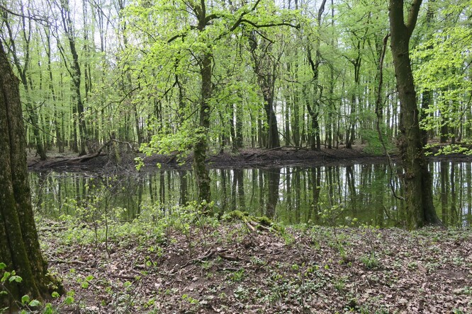 Opět byly naplněny všechny vodoteče revitalizační soustavy a lužní les se mohl zhluboka napít