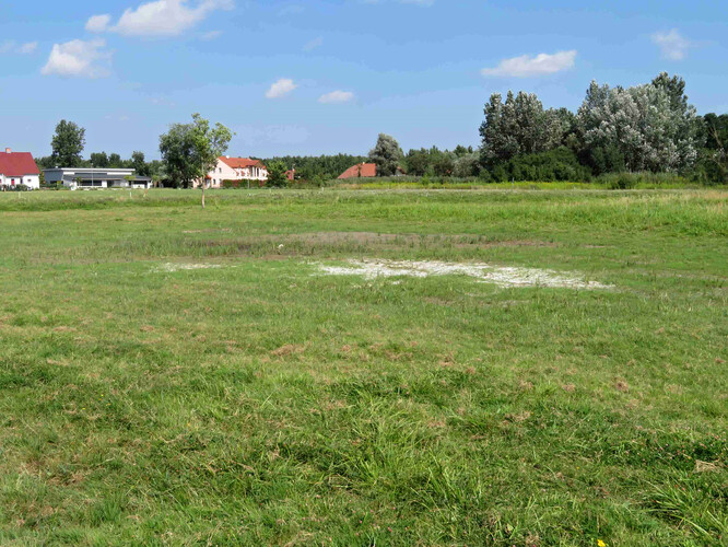 Pozůstatky slanomilné vegetace na Evropsky významné lokalitě Slanisko Novosedly. 