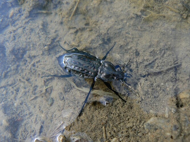 Kriticky ohrožený střevlík mřížkovaný (<em>Carabus clathratus</em>) je více ve vodě než na souši. Obývá nížinné lužní lesy – v České republice je znám z několika posledních lokalit. Foto pochází ze zahraničí.