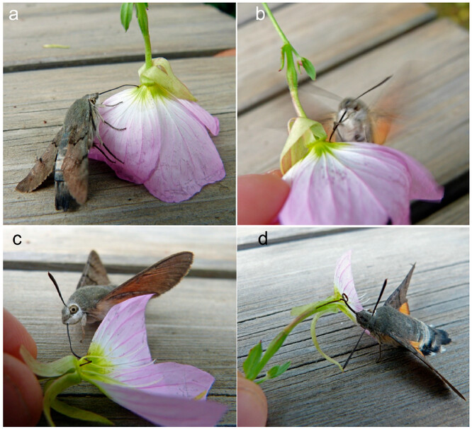 Dlouhozobka svízelová uvízlá v květu Severoamerické pupalce zdobné (<em>Oenothera speciosa</em>) (a). Marně se pokouší vyprostit máváním křídel (b). Tento pokus však situaci ještě zhoršil a sosák se zasekl ještě hlouběji (c). Poslední snímek (d) zachycuje sosák hluboko zasunutý do květu. 
