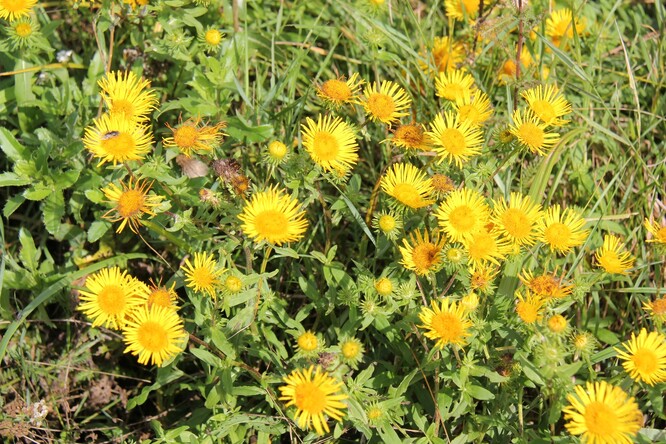 Pozůstatky slanomilné vegetace s omanem britským (Inula britannica). 