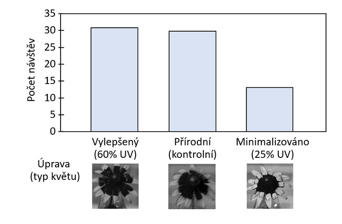  Uměle zvýšená UV absorpce vylepšeného květu s větším množstvím pigmentů měla za následek o něco vyšší návštěvnost než u divoké formy. Pokud bude vyšlechtěn kultivar s květem, který bude mít intenzivnější barvu díky pigmentům odrážejícím UV paprsky, pak tento kultivar může být atraktivnější pro hmyz. Minimalizace UV odrazu byla realizována povrchovou úpravou a nižší návštěvnost mohla být zapříčiněna i vedlejšími účinky této povrchové úpravy (Horth et al., 2014) Stejně tak ale může takto velký pokles atraktivity způsobit cílené šlechtění za účelem získání rostlin s bílou barvou květu, nebo-li přímo šlechtění za účelem ztráty pigmentů případně kultivary jiné než původní barvy, které změní parametry odrazivosti sloužící jako vodítka pro hmyz.