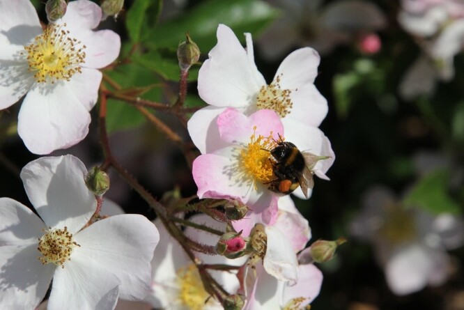 Například v dendrologické zahradě v Průhonicích: <em>Rosa 'Tapis volant'</em> půdopokryvná krajinářská keřová růže, kterou v roce 1982 vyšlechtil v Belgii Louis Lens.