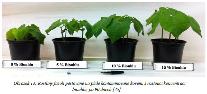 Rostliny fazolí pěstovaných na půdě kontaminované kovem, s rostoucí koncentrací biouhlu, po 90 dnech.