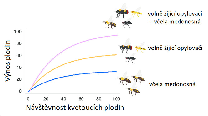 Významně vyšších výnosů dosahují plodiny navštěvované nejen včelou medonosnou, ale celým spektrem volně žijících opylovačů. 