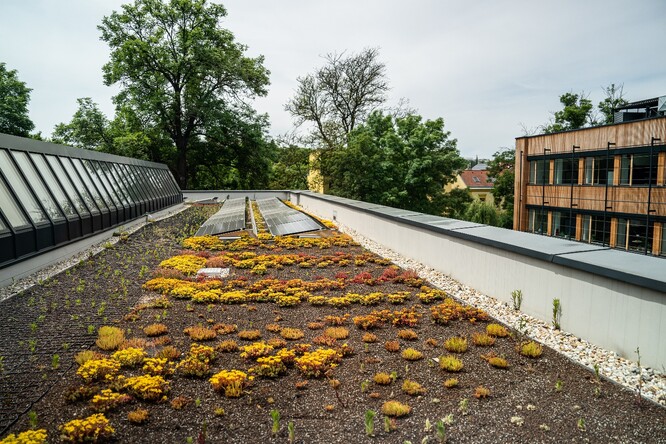 Obr. 14. Extenzivní zelená střecha s fotovoltaickými panely na SOŠ Českobrodská.