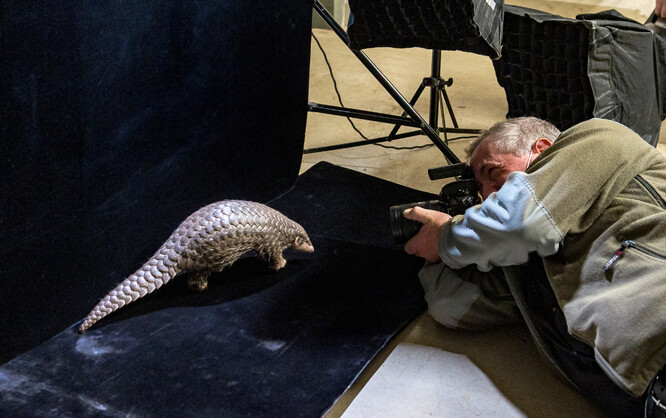 Joel Sartore při fotografování Šišky, prvního luskouna odchovaného v Evropě. 