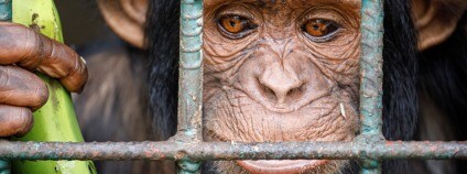 Foto: Miroslav Bobek / Zoo Praha 