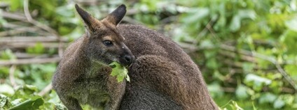 Foto:  Petr Hamerník / Zoo Praha