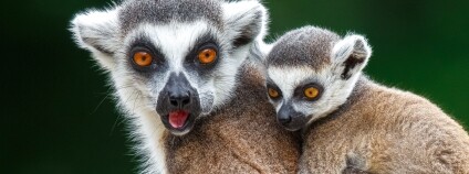 Foto: Miroslav Bobek / Zoo Praha