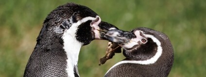 Foto: Miroslav Bobek / Zoo Praha