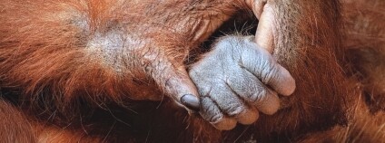 Foto: Miroslav Bobek / Zoo Praha