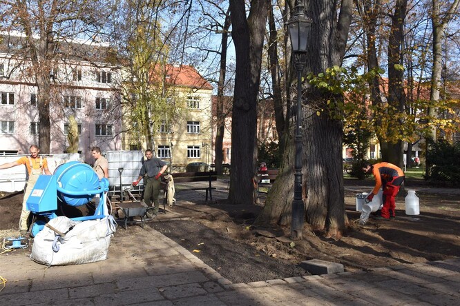 Jilm v Palackého sadech.