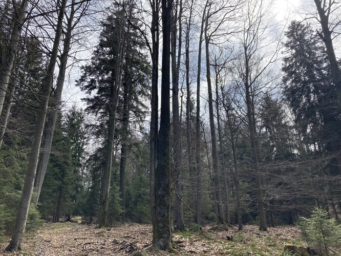 Fragment starého jedlobukového lesa v CHKO Brdy (II. zóna), který byl za dobu existence CHKO (od roku 2016) zčásti vykácen.