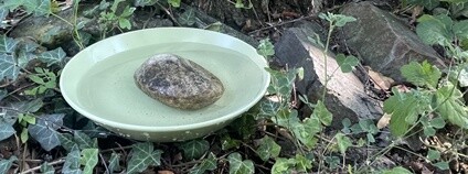 Miska s vodou Foto: Pražská zvířecí záchranka