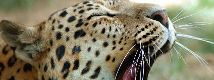 Foto: Pratikppf / Wikimedia Commons 
