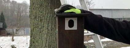 Instalace ptačí budky v Trutnově Foto: trutnov.cz 